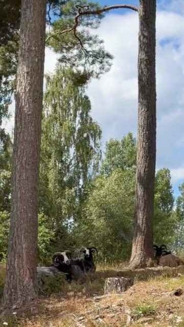✨ Ein echter Geheimtipp! ✨
Diesen Campingplatz hätten wir am liebsten für uns behalten… 😍🌿
Mitten in der wunderschönen Natur, herrlich ruhig und einfach perfekt zum Entspannen, Radfahren und die Seele baumeln zu lassen. 🏕️🚴♀️
Manchmal sind es genau diese kleinen, besonderen Orte, die eine Reise unvergesslich machen. ❤️
📍 Wart ihr schon einmal auf so einem versteckten Campingplatz?
#schweden #camping #wohnmobil #campingkochen #geheimtipp